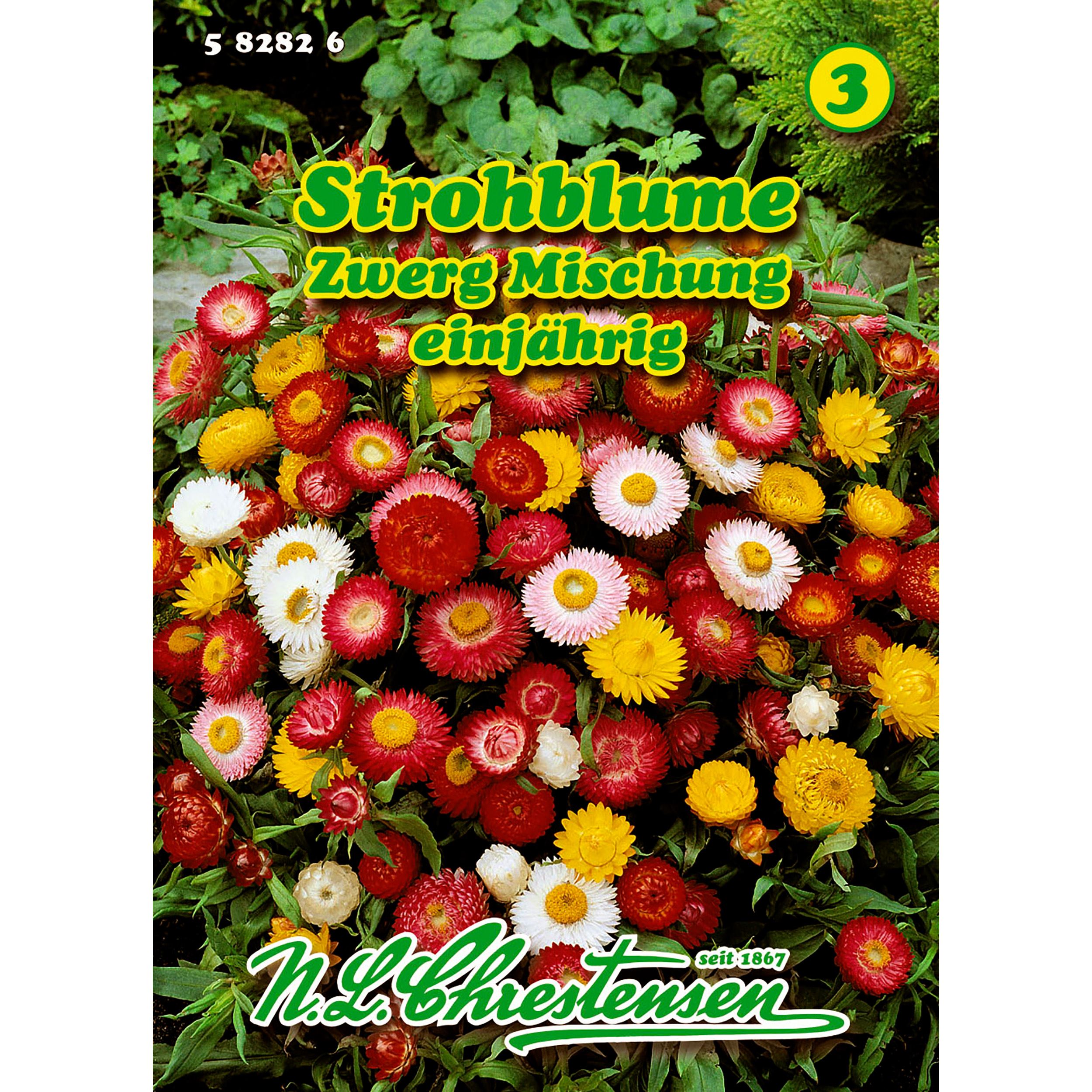 Helichrysum, Strohblume, Zwergmischung