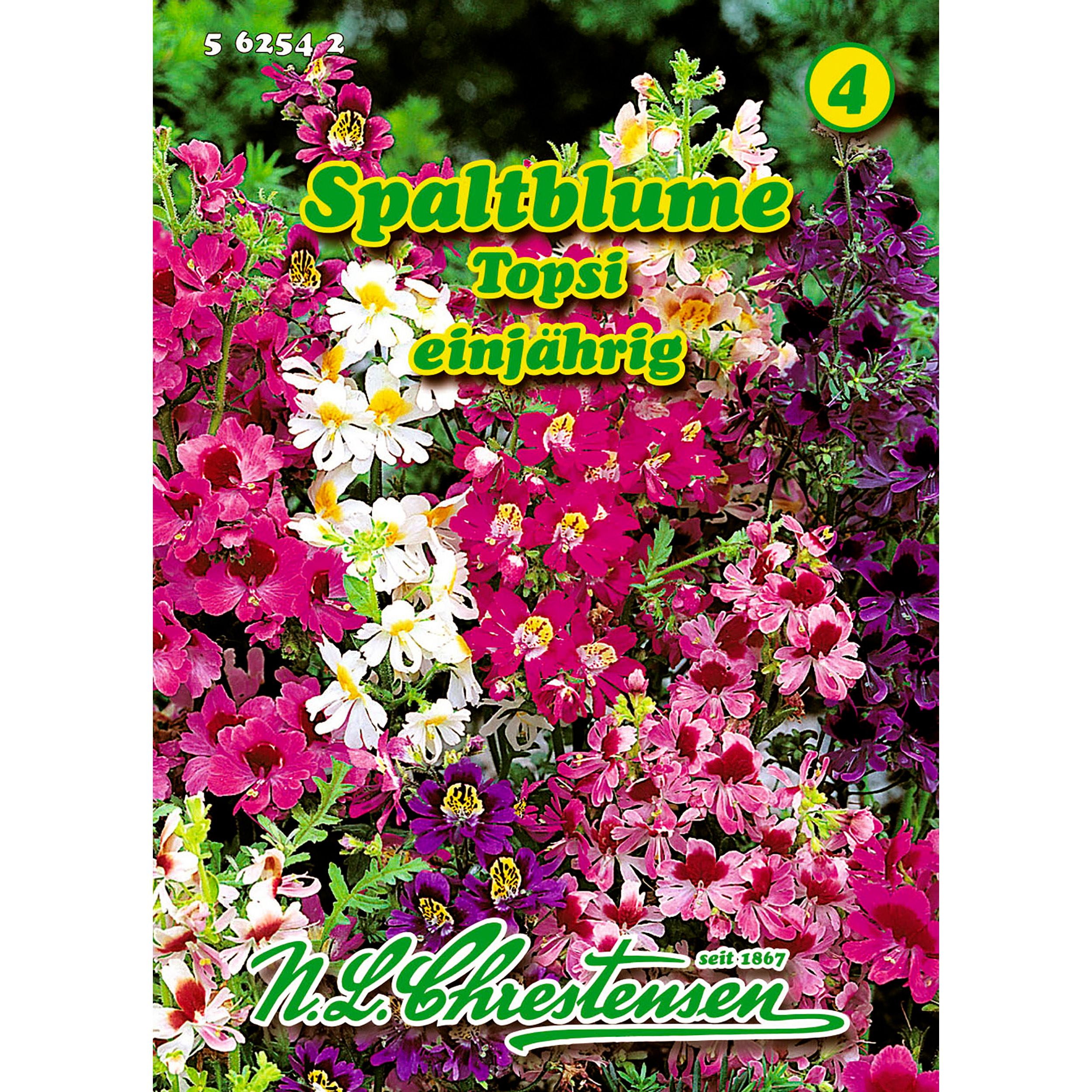 Schizanthus, Topsi, Spaltblume