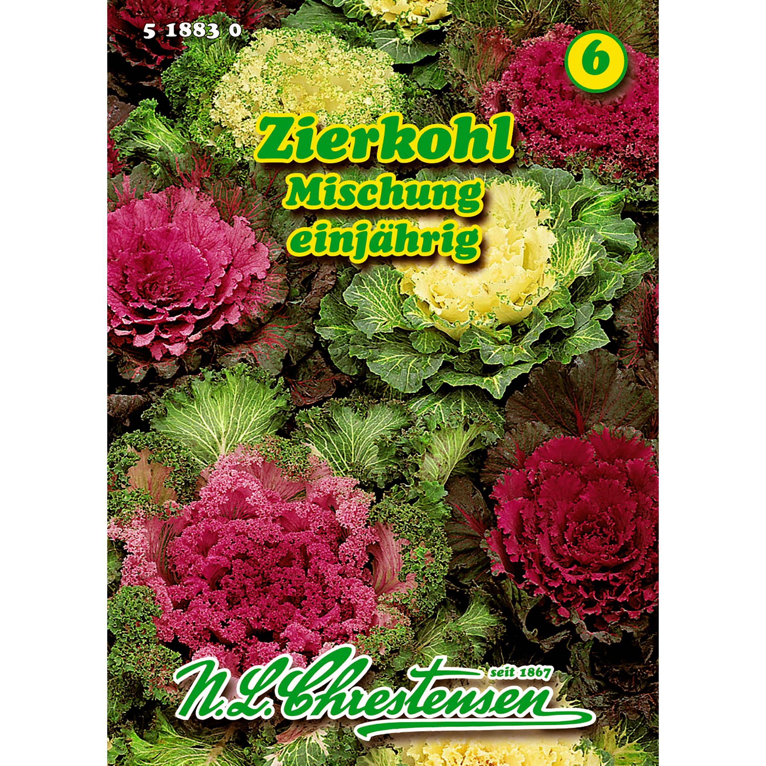 Brassica oleracea, Zierkohl, Mischung