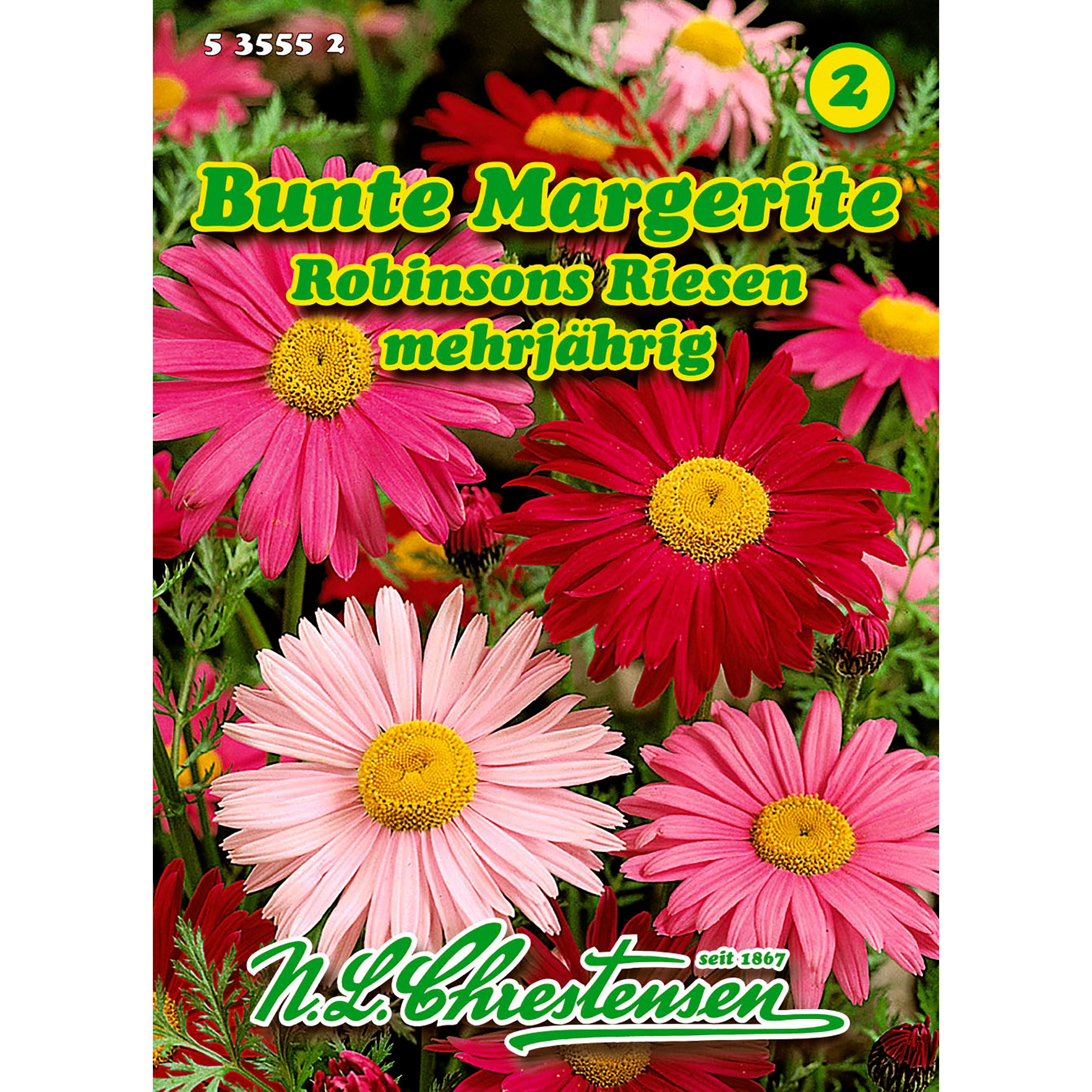 Chrysanthemum coccinea, Bunte Margerite, Robinsons Riesen