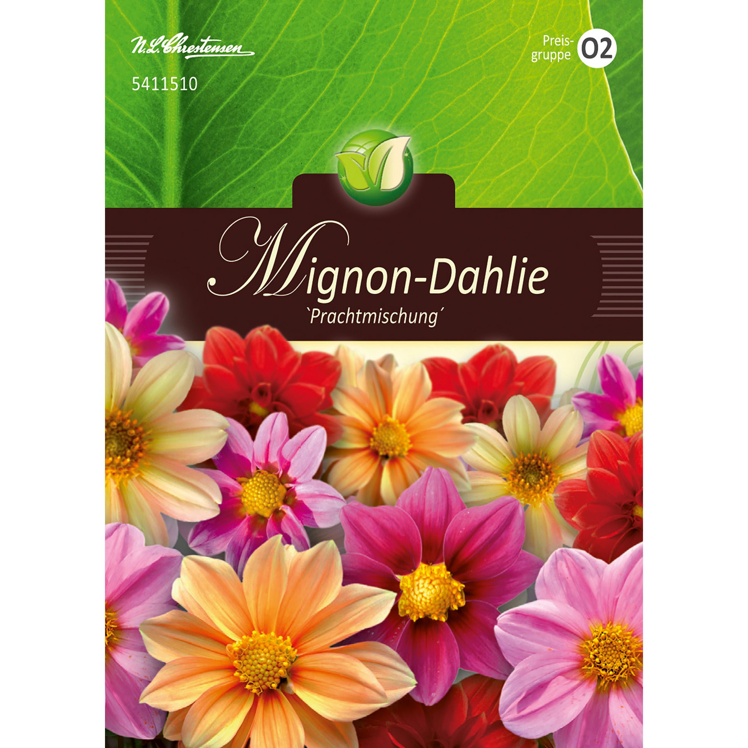 Dahlia, Mignon-Mischung