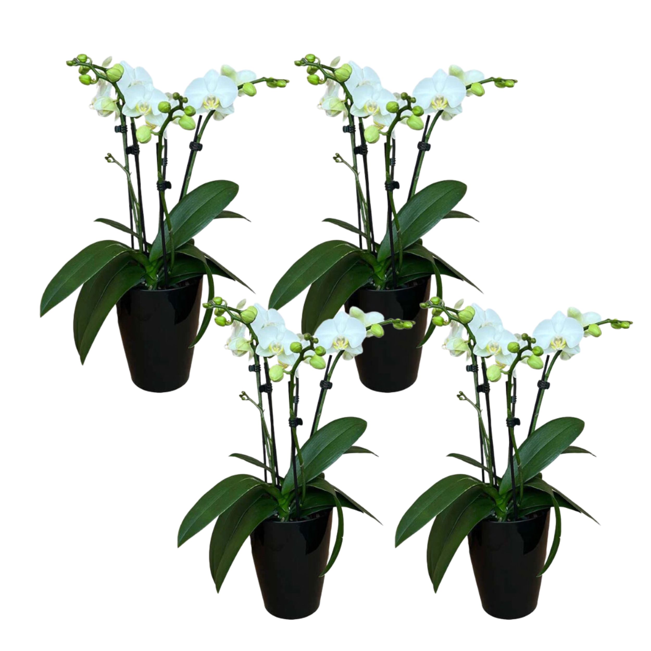 4-5 rispiges Orchideen 4er Set + Übertopf schwarz