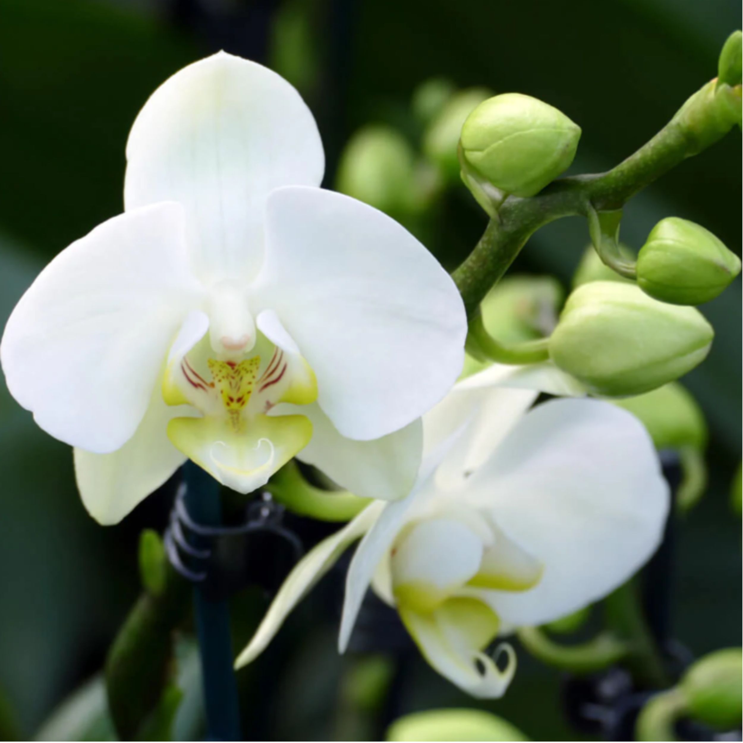 4-5 rispiges Orchideen 2er Set + Übertopf weiß