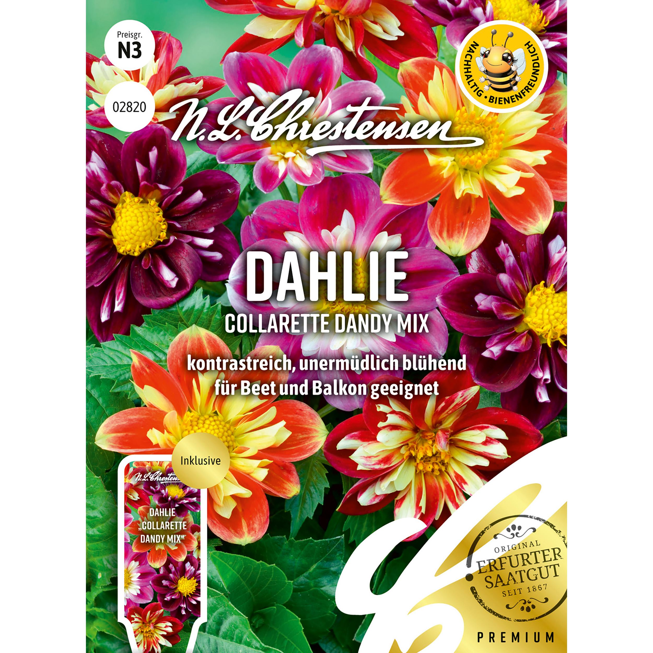 Dahlie Collarette Dandy Mix
