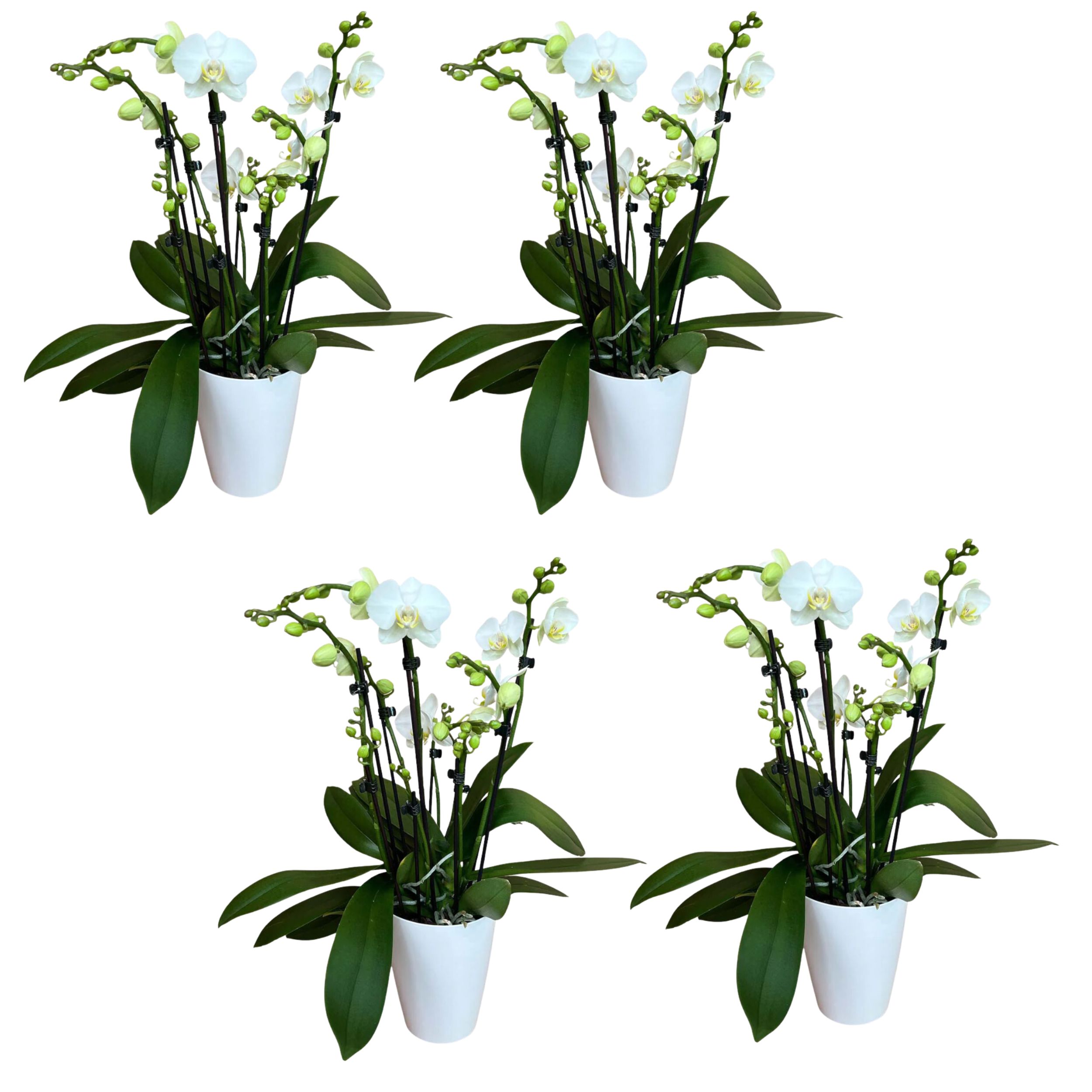 8+ rispiges Orchideen 4er Set + Übertopf weiß