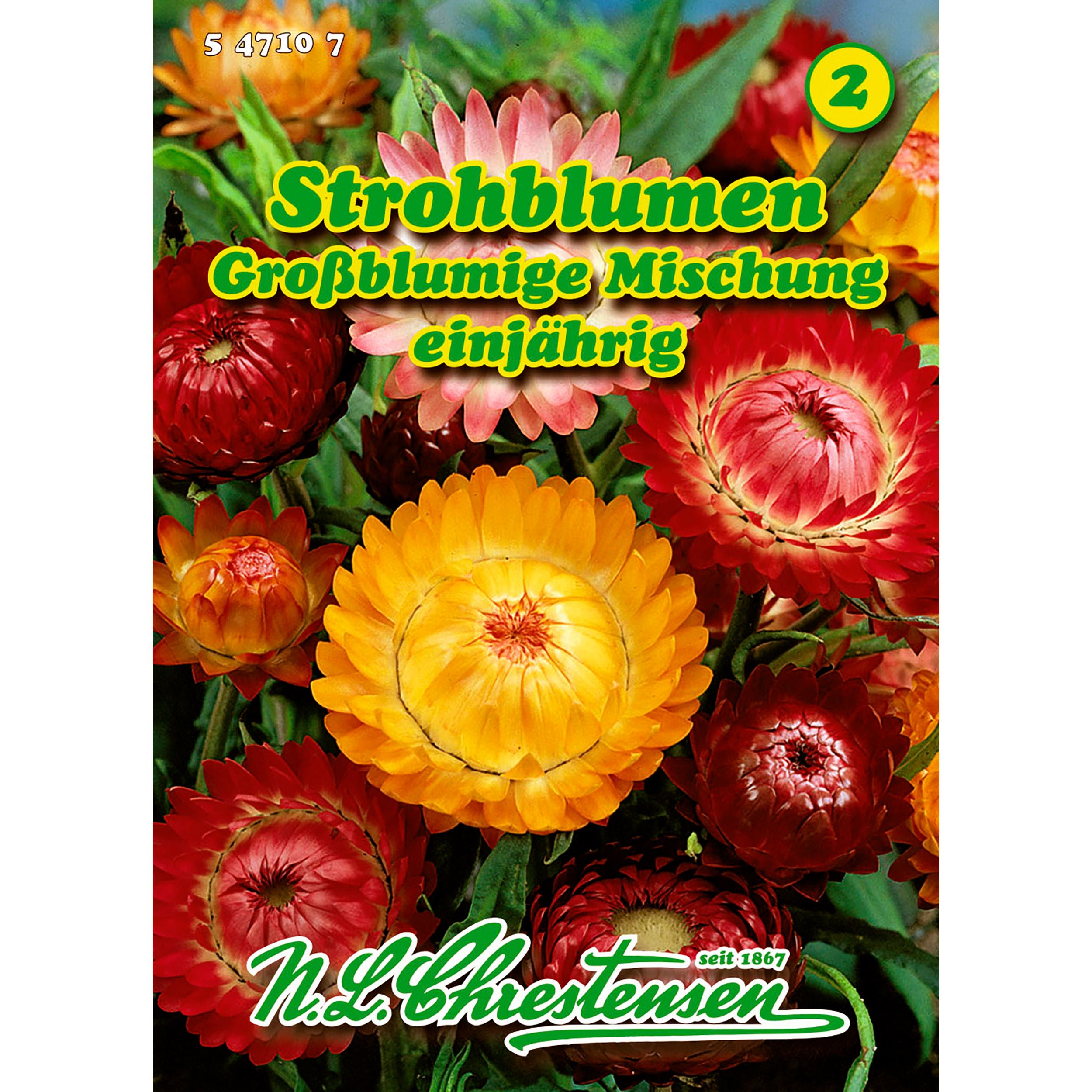 Helichrysum, Strohblumen, Großblumige Mischung