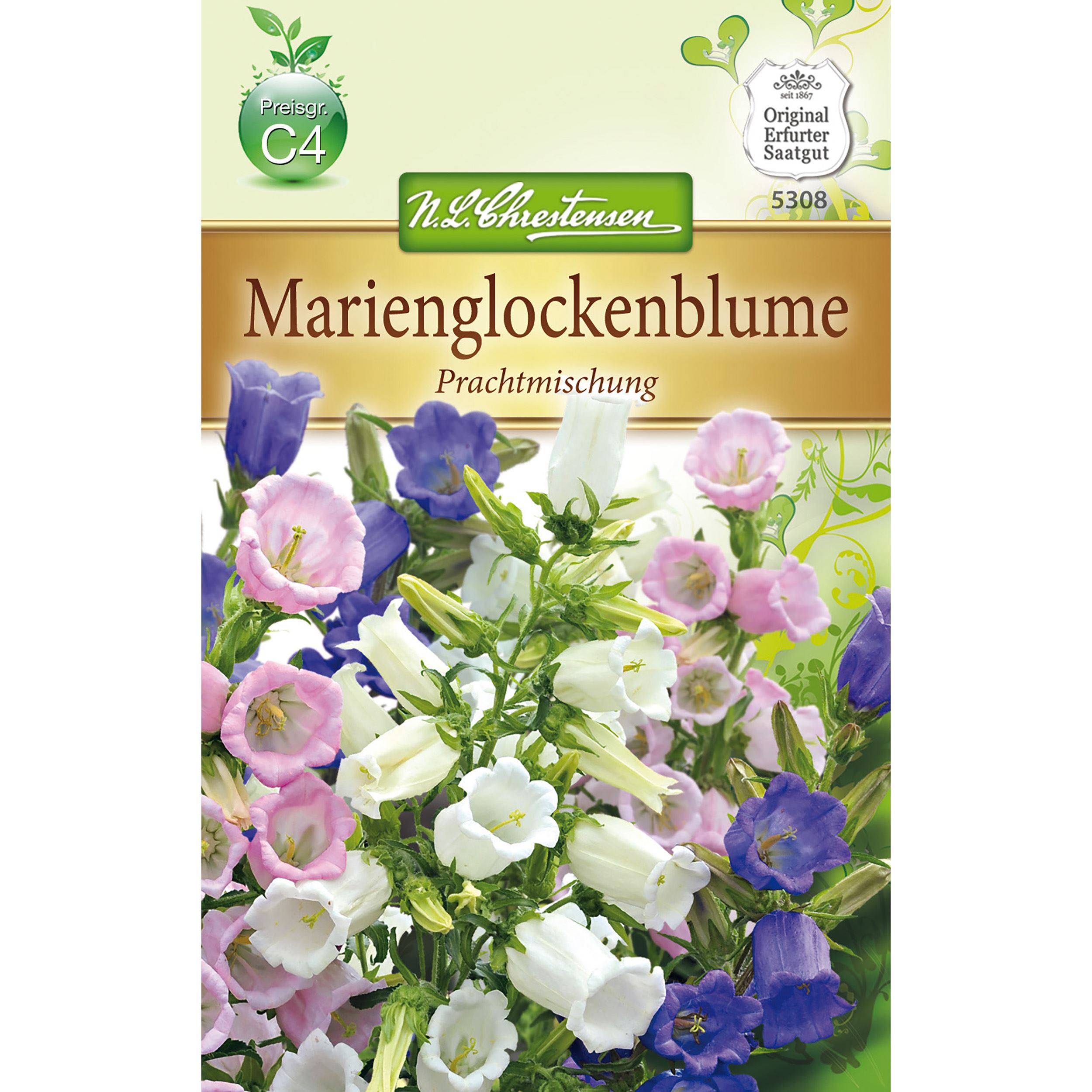 Campanula medium Marienglockenblume, Prachtmg.