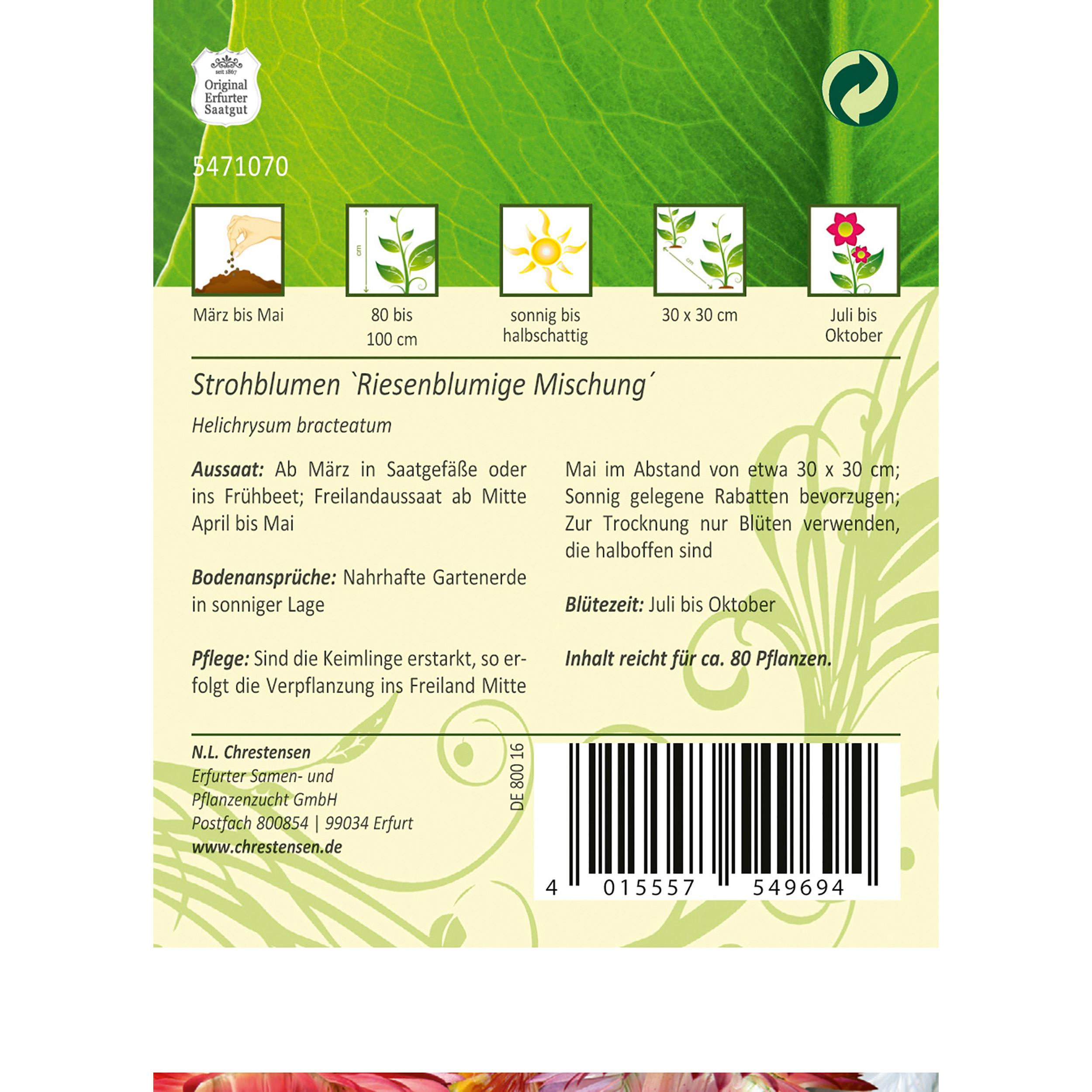 Helichrysum, Strohblumen, Riesenbl. Mg.