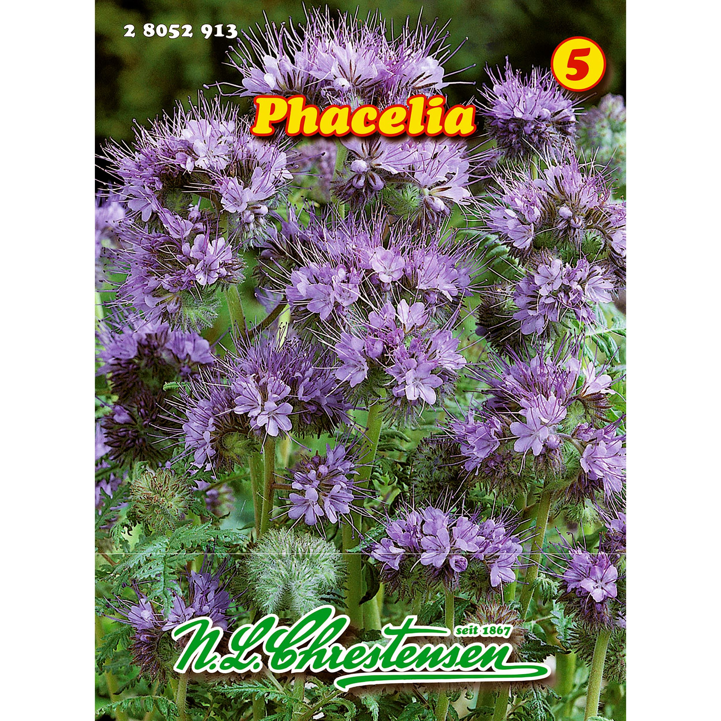 Phacelia 50 g
