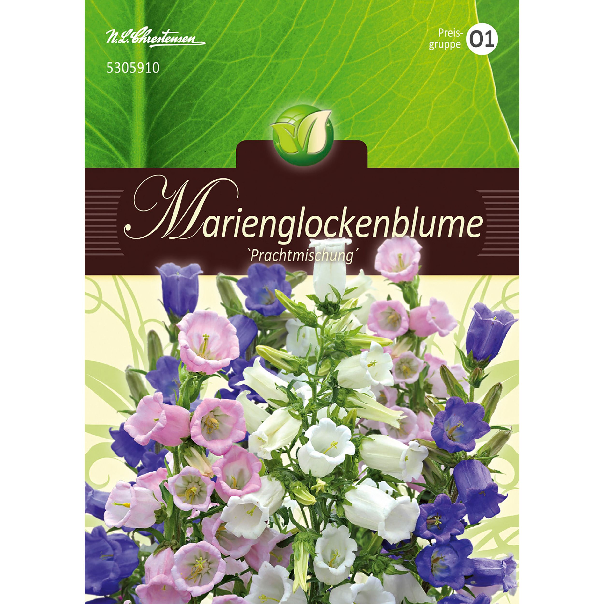 Campanula medium, Marienglockenblumen, Mg.