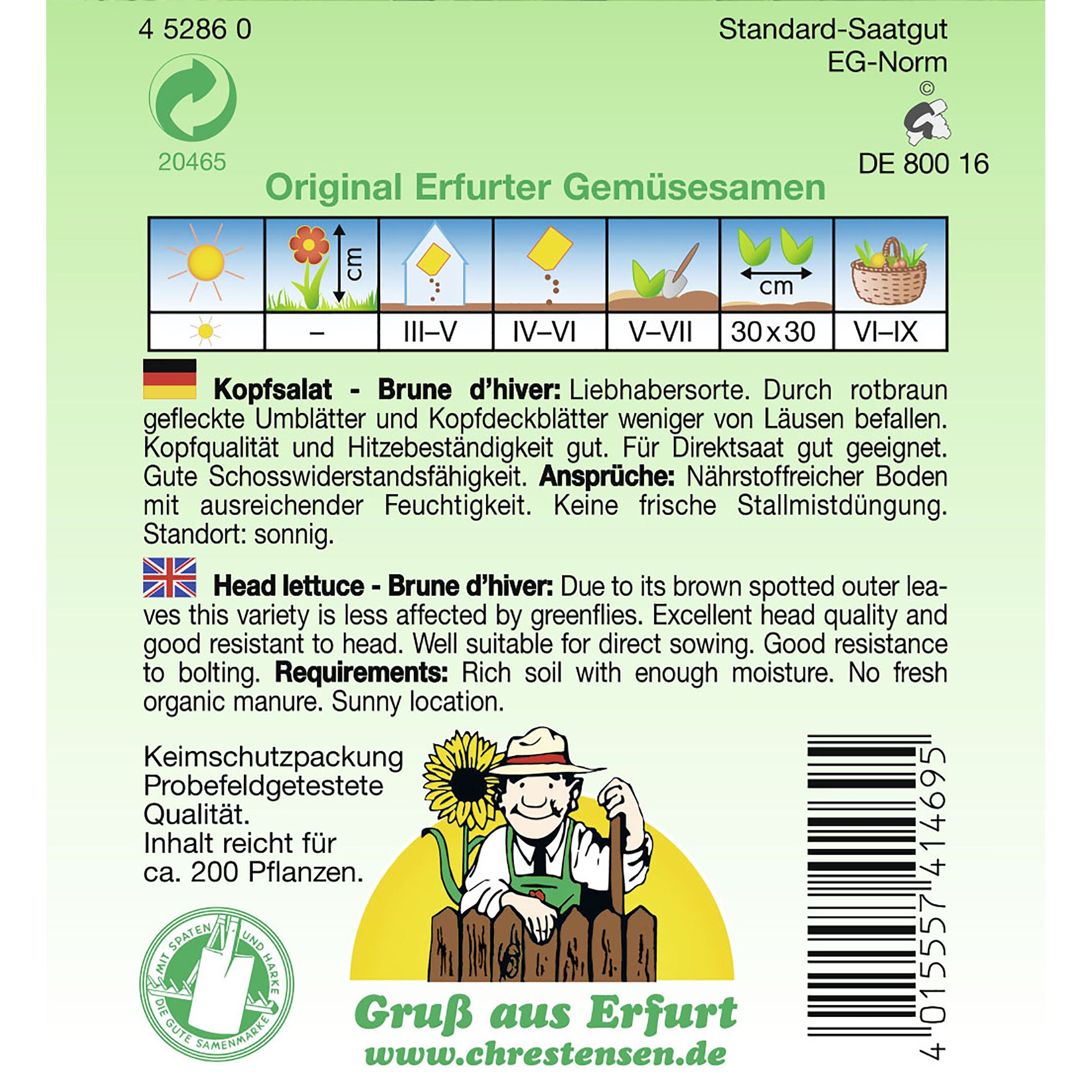 Kopfsalat, Bruned ´hiver (Brauner Trotzkopf)