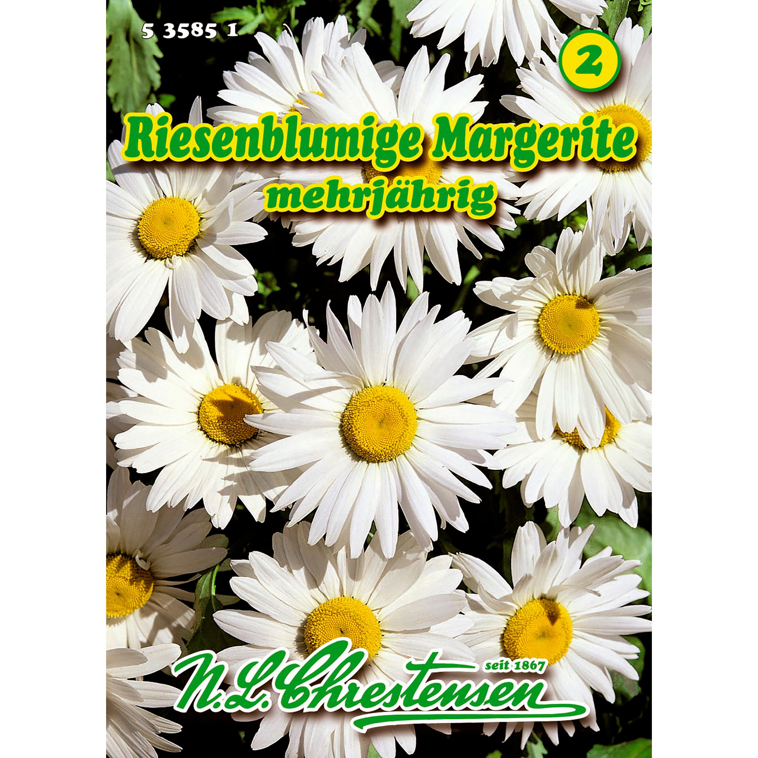 Chrysanthemum maximum, Riesenblumige Margerite
