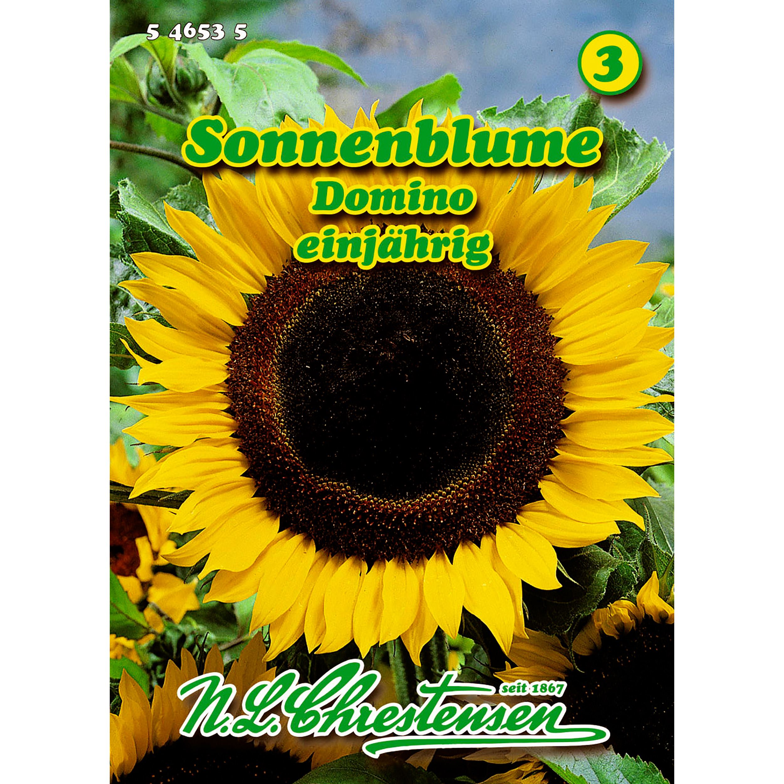 Helianthus, Sonnenblume, Domino
